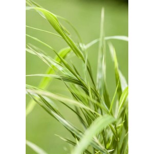 Detailaufnahme von gelb-grünem Japanischen Waldgras (Hakonechloa) im 2-3 L Topf.