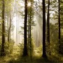 Sanders Fototapete: Bewaldete Landschaft in Grün mit Sonnenstrahlen, 360x254 cm.