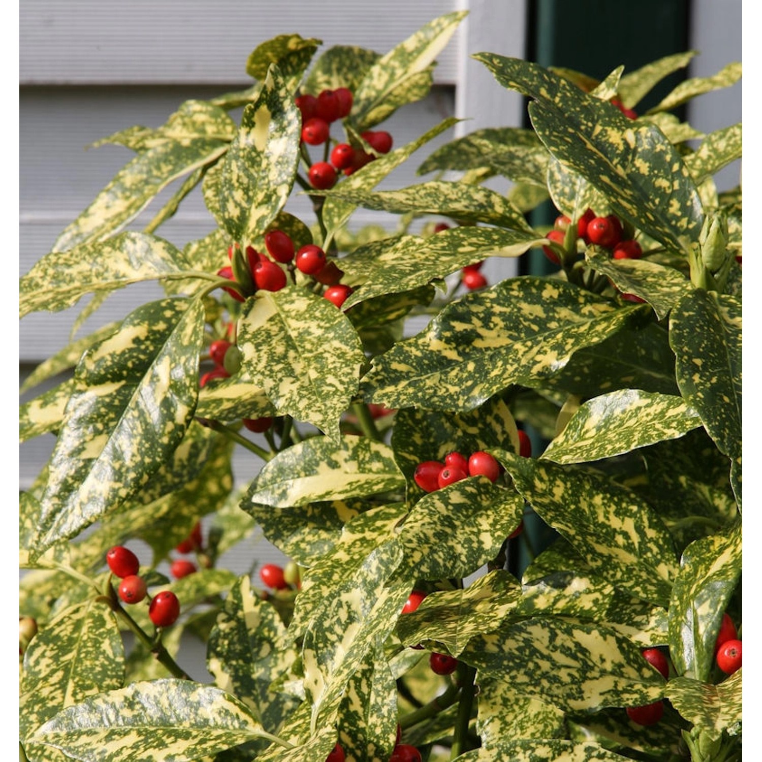 Japanische Aucube Variegata 100-125cm - Aucuba japonica Variegata günstig online kaufen