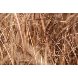Detailaufnahme des bronzefarbenen Ziergrases Carex Comans im 9x9 cm Topf.