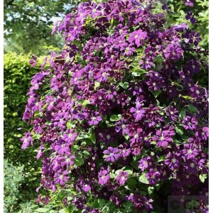Üppige, violette Waldrebe 'Etoile Violette' (Clematis viticella) mit zahlreichen Blüten.