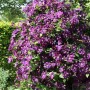 Robuste Waldrebe Etoile Violette 40-60cm - Clematis viticella