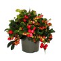 Exotenherz Teppichbeere im Topf mit roten Beeren und grünen Blättern (6er Set).