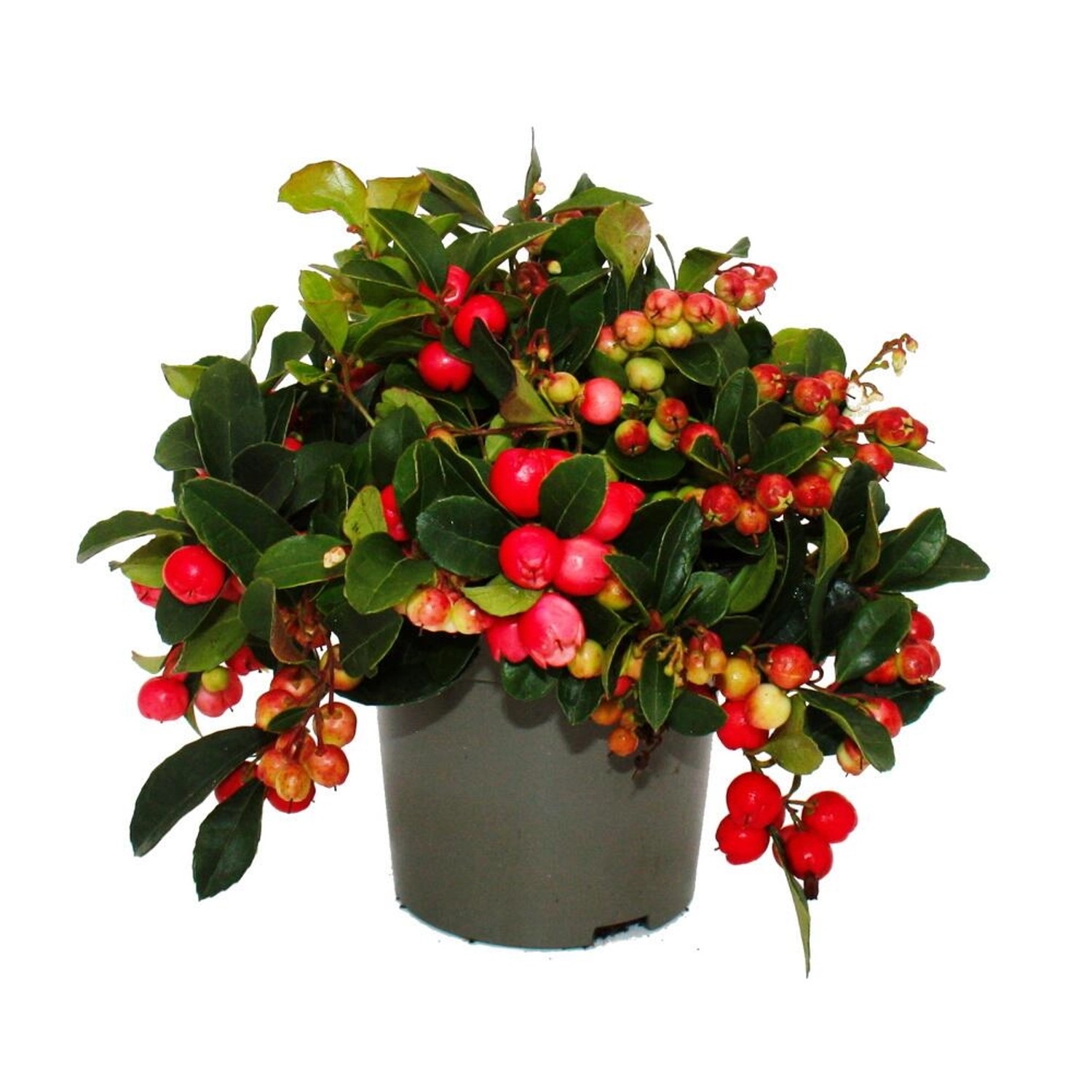 Exotenherz Teppichbeere Gaultheria procumbens Scheinbeere Rebhuhnbeere Winterharte Pflanze mit Dekorativen Beeren Set mi