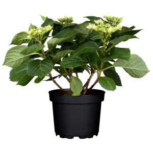 Blaue OBI Bauernhortensie Tiffany im Topf, ca. 50-60 cm hoch. Dekorative Gartenpflanze.