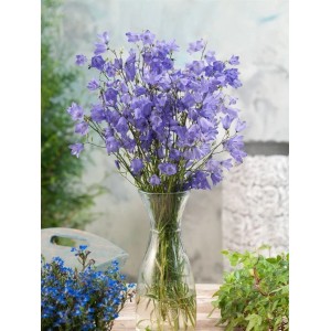 Blauer Strauß Rundblättrige Glockenblume (Campanula Rotundifolia) in Glasvase.