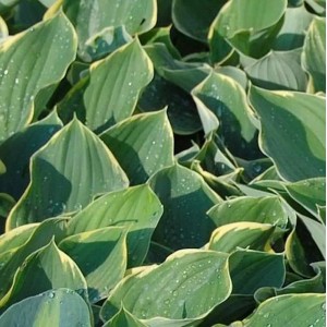 Nahaufnahme der Herzblatt Lilie 'Sagae' (Hosta fluctuans) mit grün-gelben Blättern.