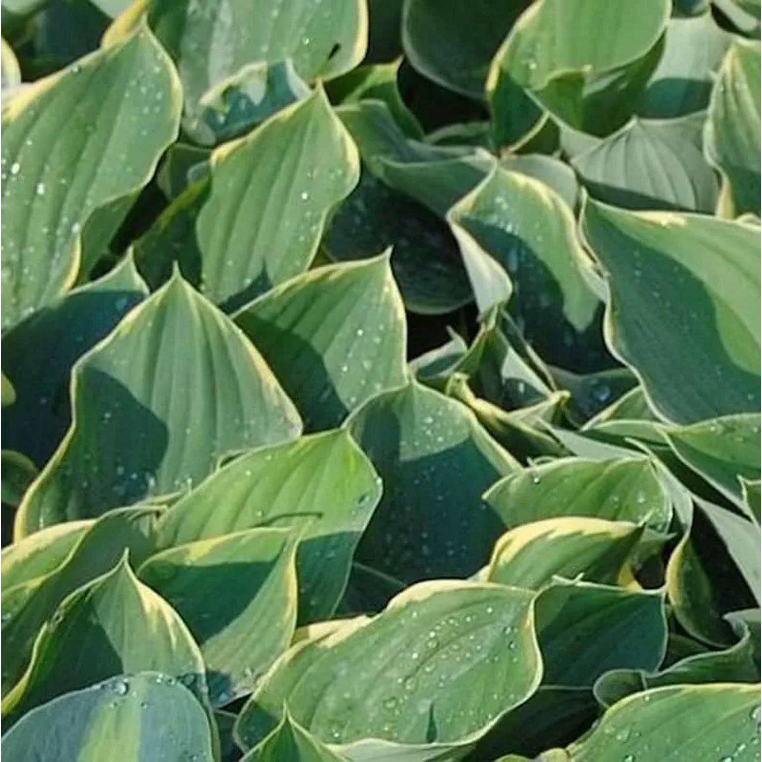 Herzblatt Lilie Sagae - Hosta fluctuans