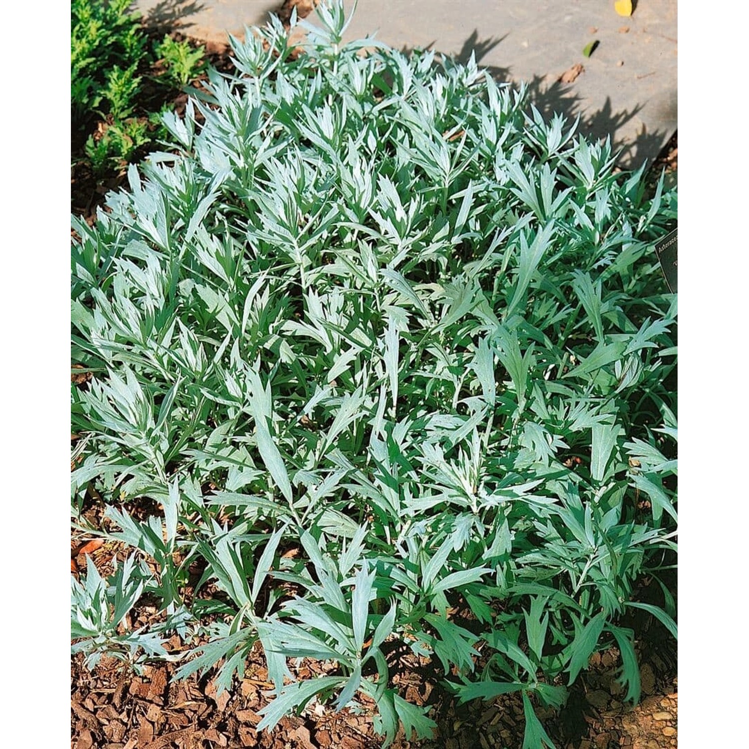 Artemisia Ludoviciana Valerie Finnis Prärie Beifuß Ca. 9x9 cm Topf günstig online kaufen