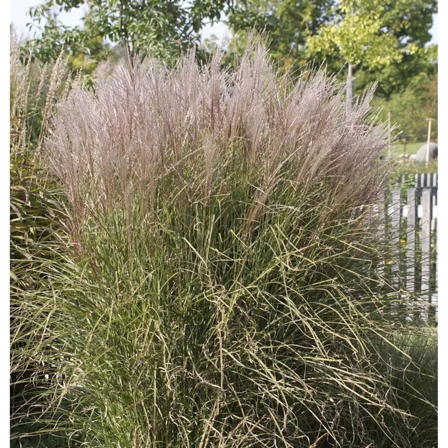 Chinaschilf Silberspinne - Miscanthus sinensis