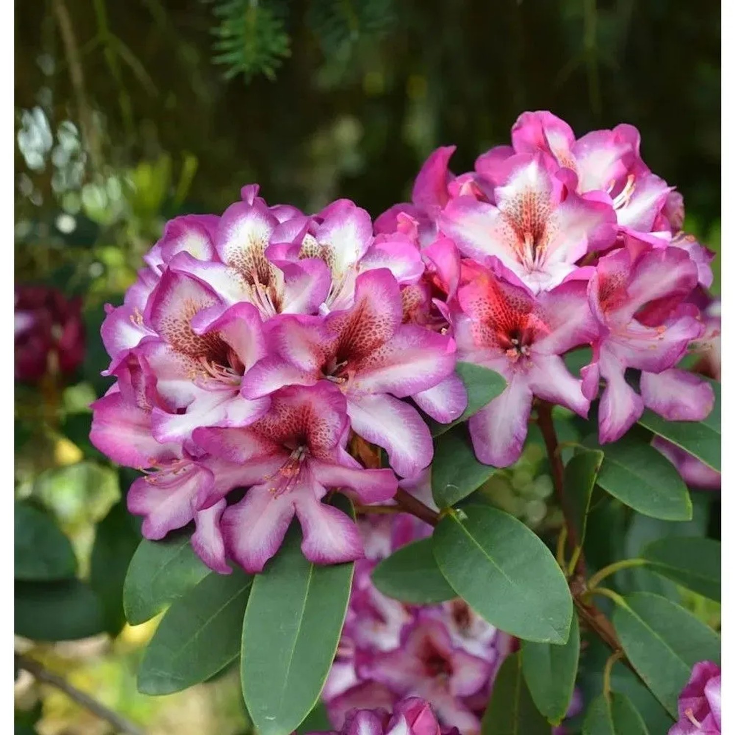 INKARHO - Großblumige Rhododendron Hans Hachmann 50-60cm - Alpenrose
