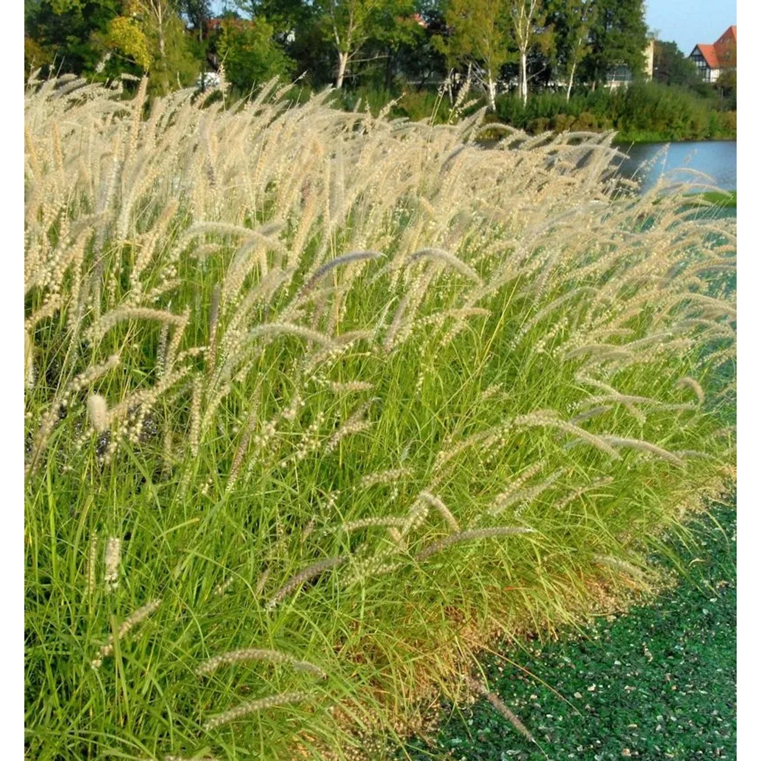 Lampenputzergras - Pennisetum orientale