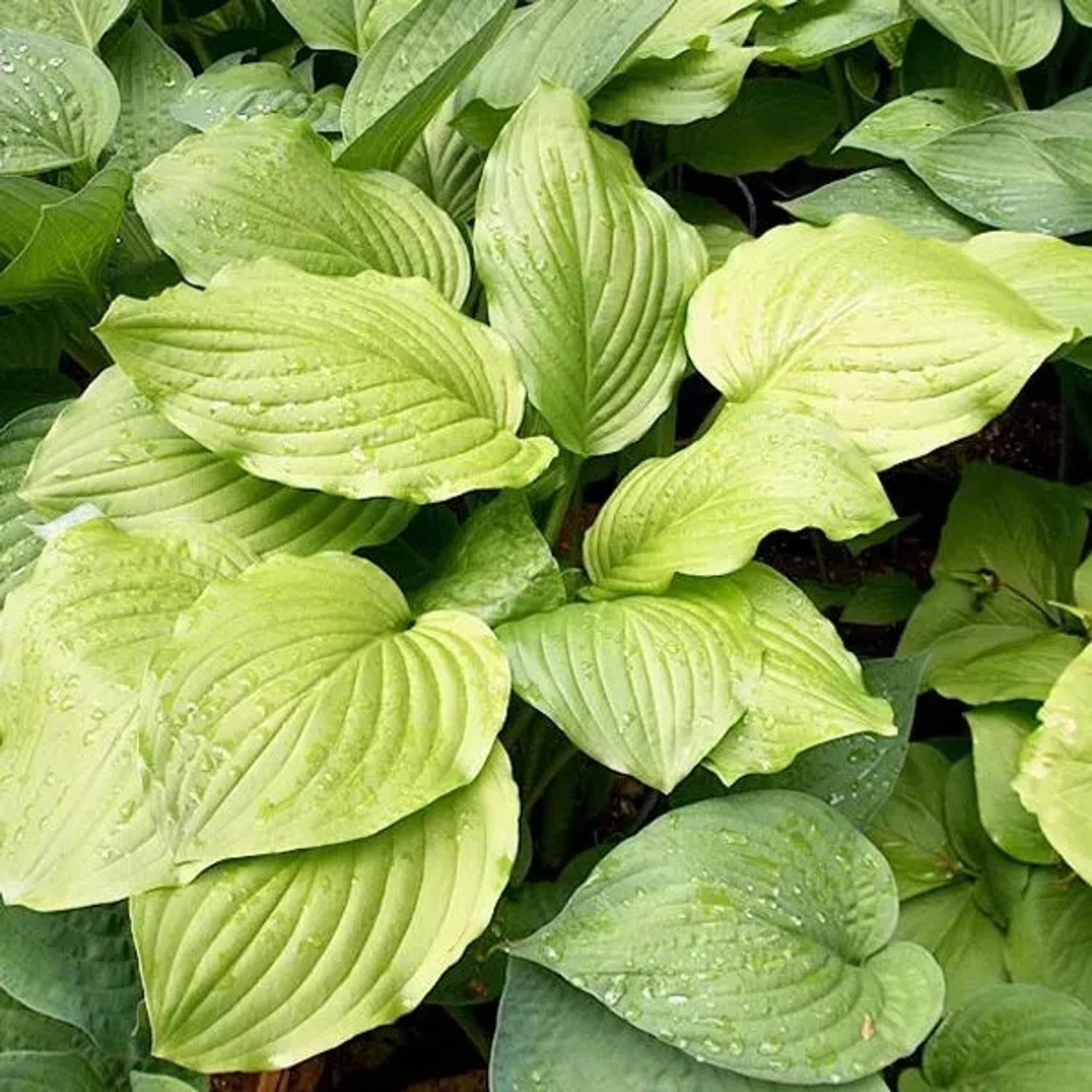 6 x Funkie 'Honeybells' Hosta Topf 9cm Duftende Blüten