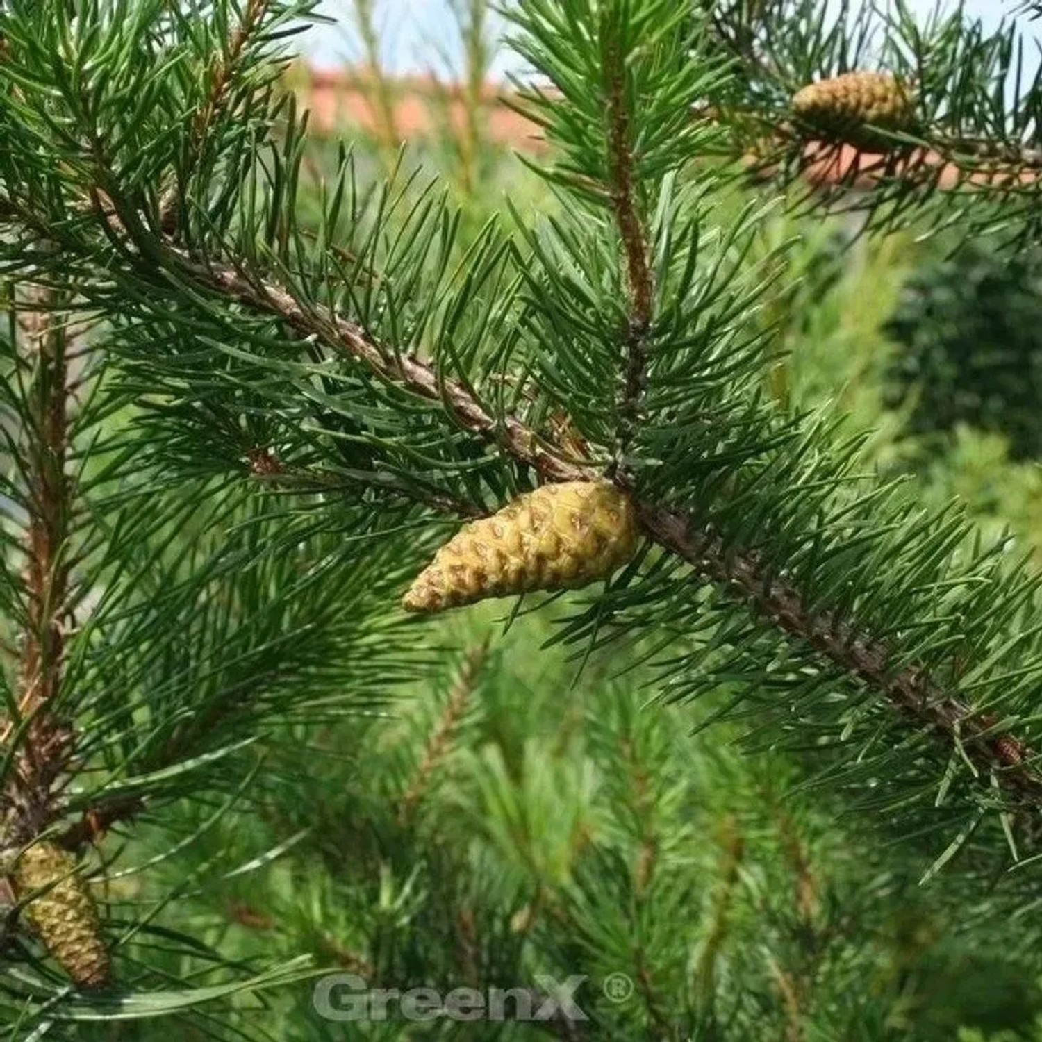 Banks Kiefer Velda 30-40cm - Pinus banksiana