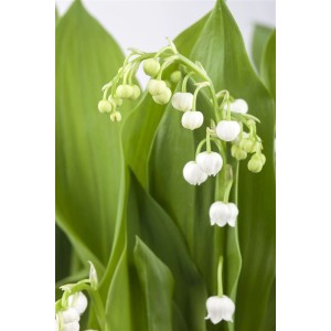 Nahaufnahme: Weiß blühendes Maiglöckchen (Convallaria majalis) mit grünen Blättern.