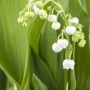 Nahaufnahme: Weiß blühendes Maiglöckchen (Convallaria majalis) mit grünen Blättern.