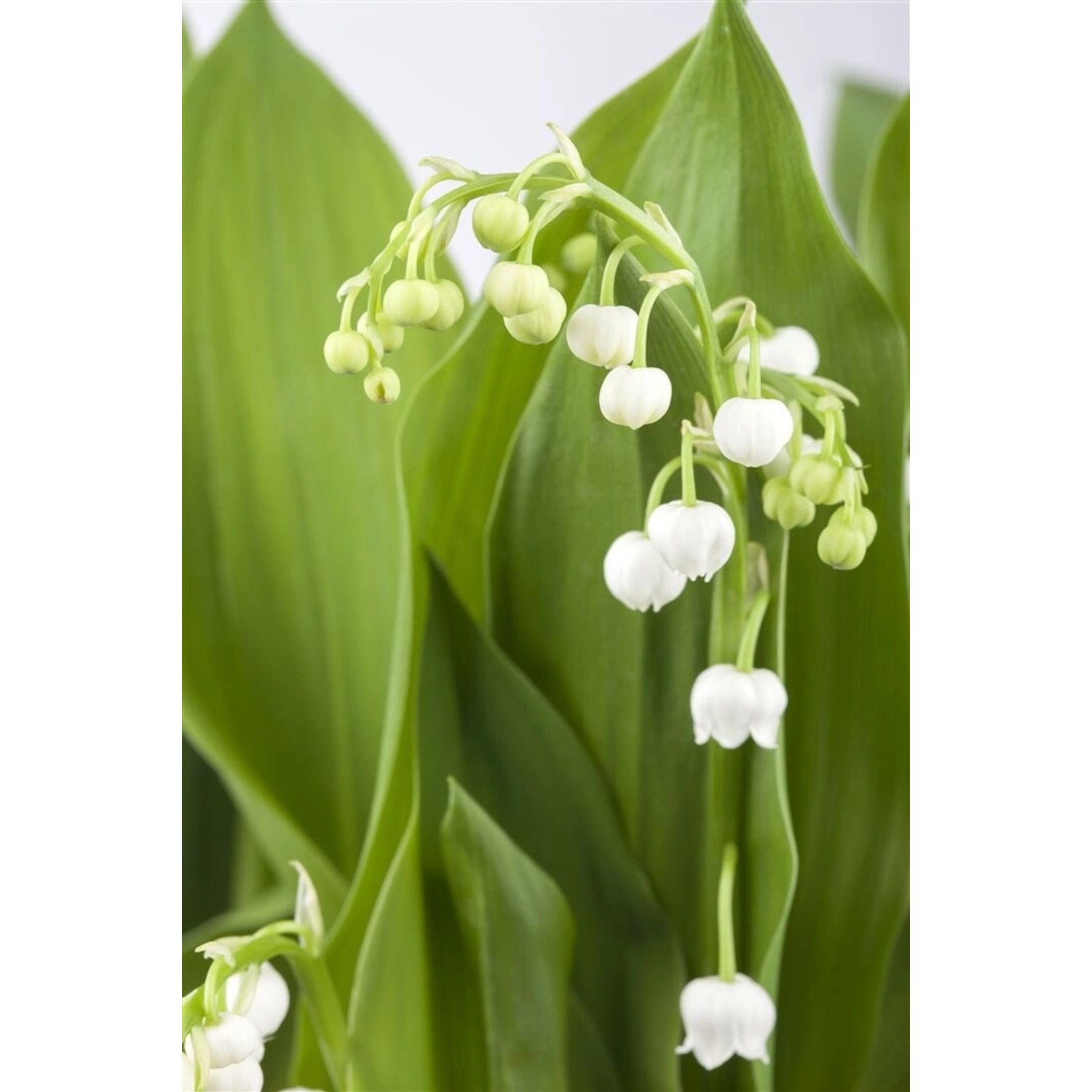 Convallaria Majalis Maiglöckchen Weiß Ca. 9x9 cm Topf günstig online kaufen