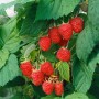 Himbeerstrauch Rubus Idaeus Malling Promise mit reifen, roten Früchten und grünen Blättern.