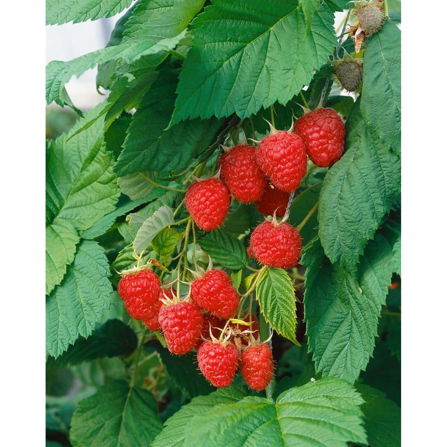 Himbeerstrauch Rubus Idaeus Malling Promise mit reifen, roten Früchten und grünen Blättern.