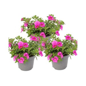 Set aus 3 rosa Zauberglöckchen (Calibrachoa) im 12cm Topf, ideal für Hängekörbe und Balkonkästen.