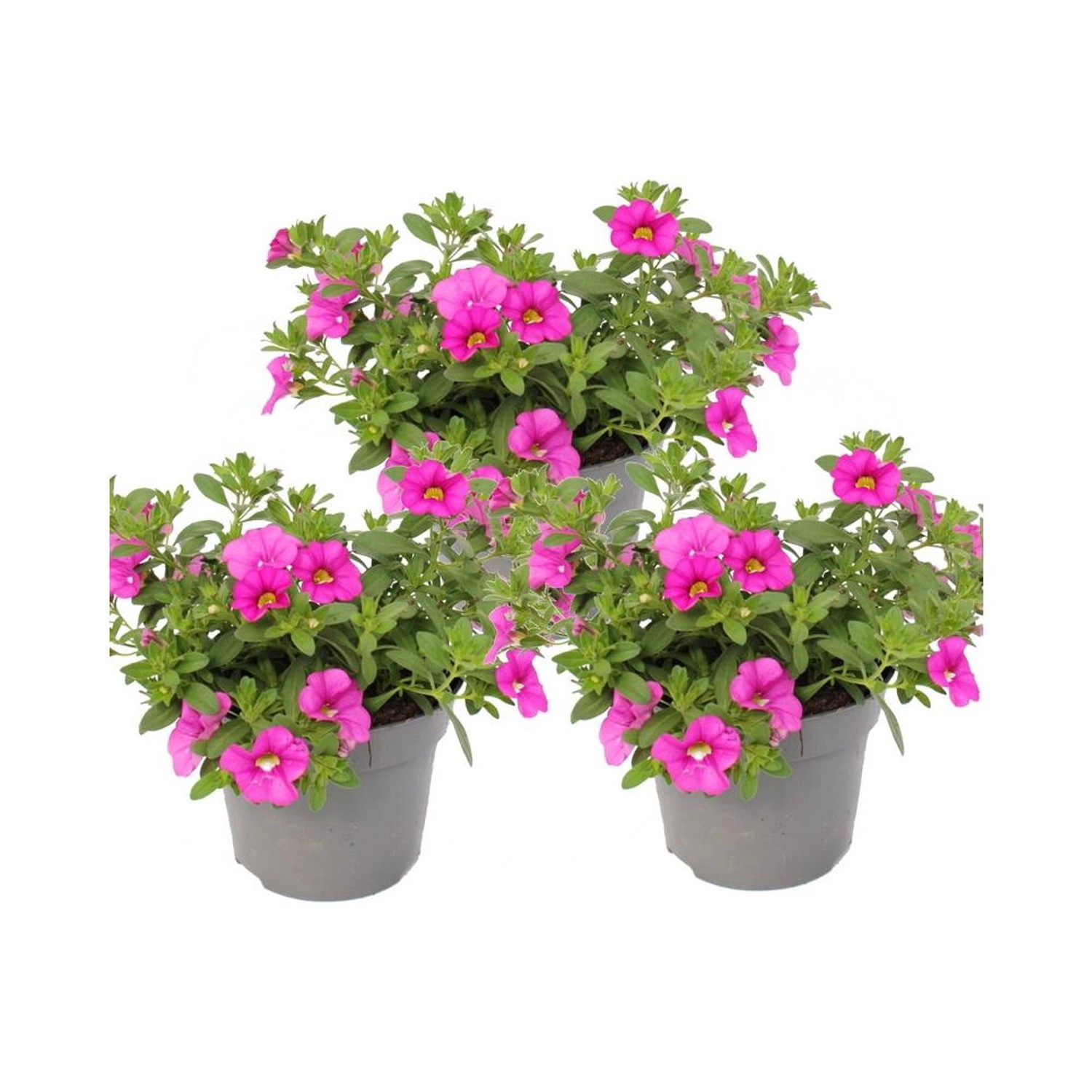 Exotenherz Zauberglöckchen Minihängepetunie Calibrachoa 12cm Topf Set mit 3 Pflanzen Rosa