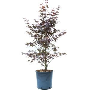 GROW by OBI Fächerahorn Bloodgood im Topf, ca. 80-100cm hoch, mit dunkelroten Blättern.