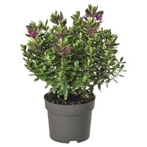 Strauchveronika im Topf, ca. 40 cm hoch, dunkelgrüne Blätter und violette Blüten.