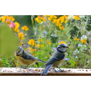 Zwei Blaumeisen fressen Streufutter auf einem Brett vor blühenden Blumen.
