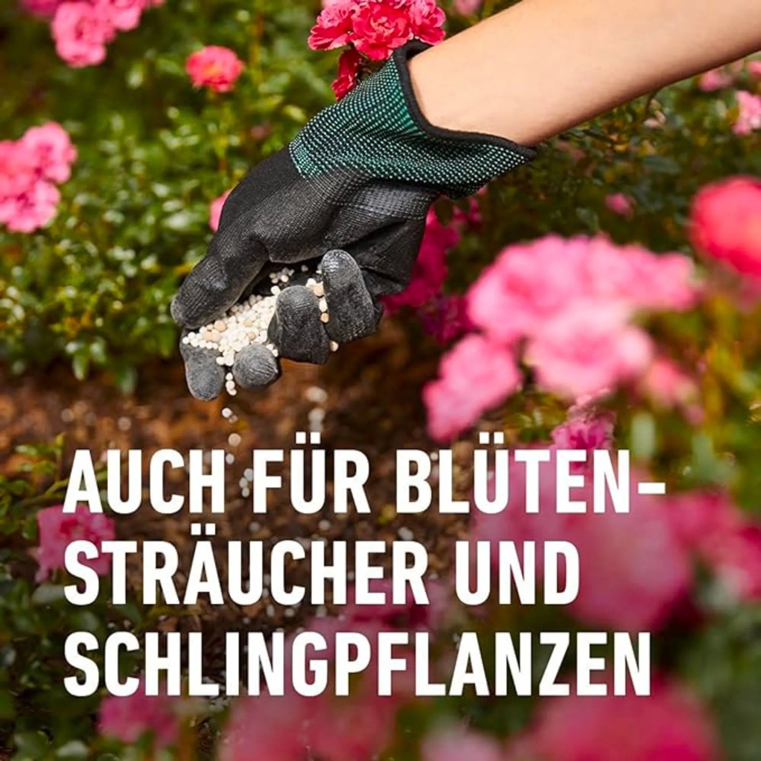 Anwendung von Compo Rosen Langzeit-Dünger für Rosen und Blütensträucher.