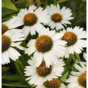 Nahaufnahme von weißen Sonnenhüten (Echinacea purpurea 'Virgin') mit braunen Blütenkörben.