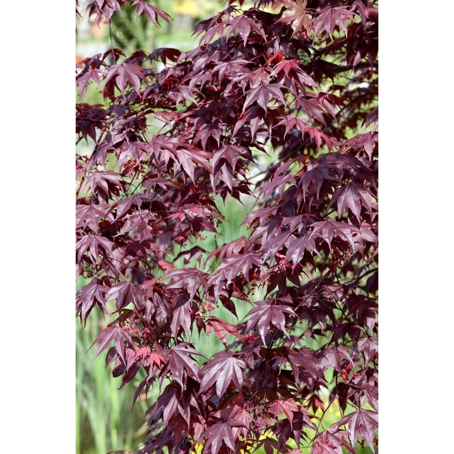 Acer Palmatum Shojo Nomura Japanischer Ahorn Rot 80–100 cm günstig online kaufen