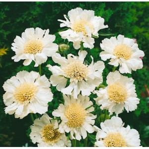 Nahaufnahme der weißen Blüten der Kaukasischen Skabiose (Scabiosa caucasica 'Perfecta Alba').