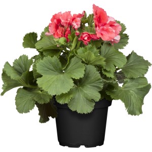 Stehende Geranie Rot im Topf, Pelargonium, rote Blüten und grüne Blätter.