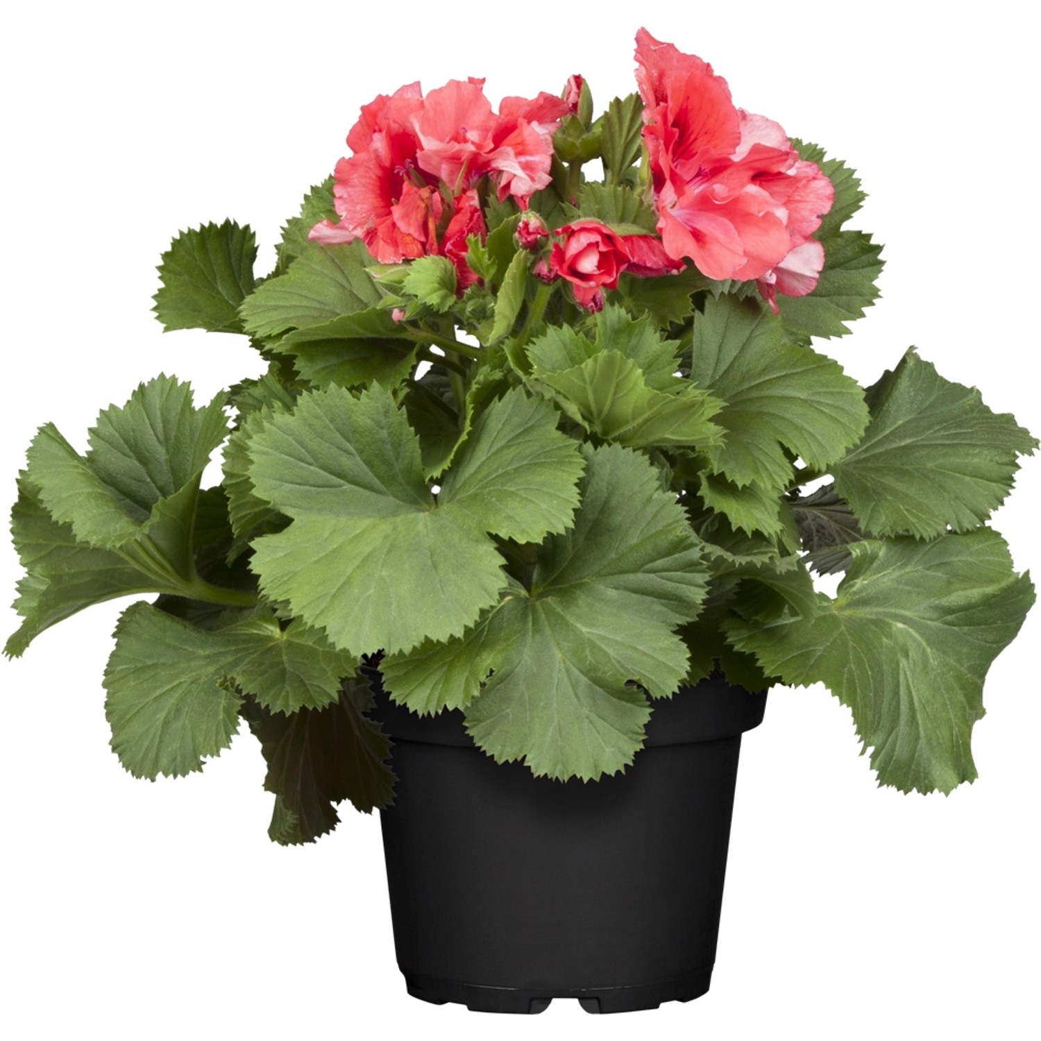 Stehende Geranie Rot Topf-Ø ca. 12 cm Pelargonium
