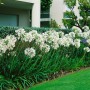 Weiße Schmucklilien (Agapanthus africanus) im Gartenbeet, blühende Zimmerpflanze.