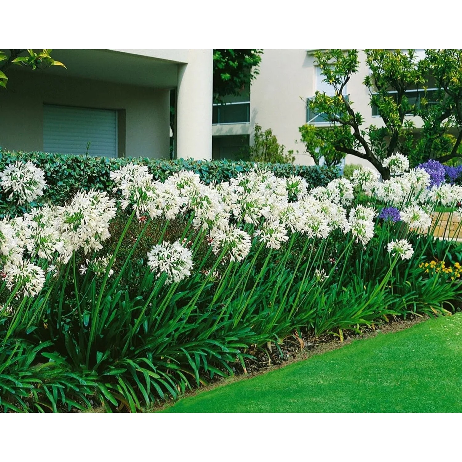 Weiße Schmucklilien (Agapanthus africanus) im Gartenbeet, blühende Zimmerpflanze.