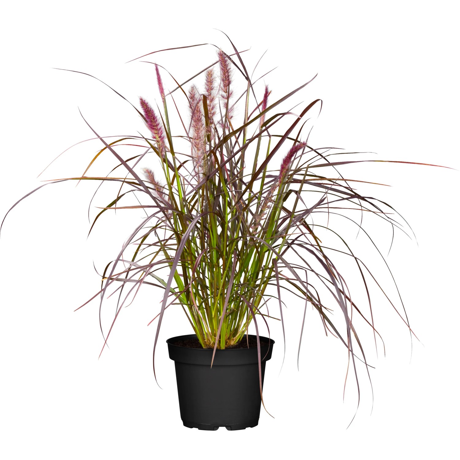 Lampenputzergras Pennisetum advena Summer Samba mit Wedel-Ansatz T19