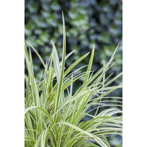 Immergrüne Japan-Segge Carex morrowii im 9x9 cm Topf, Ziergras für Beet und Kübel.