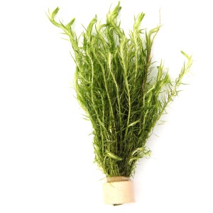 Dennerle Plants Mayaca Fluviatiles, grüne Aquariumpflanze für den Hintergrund im Aquarium.