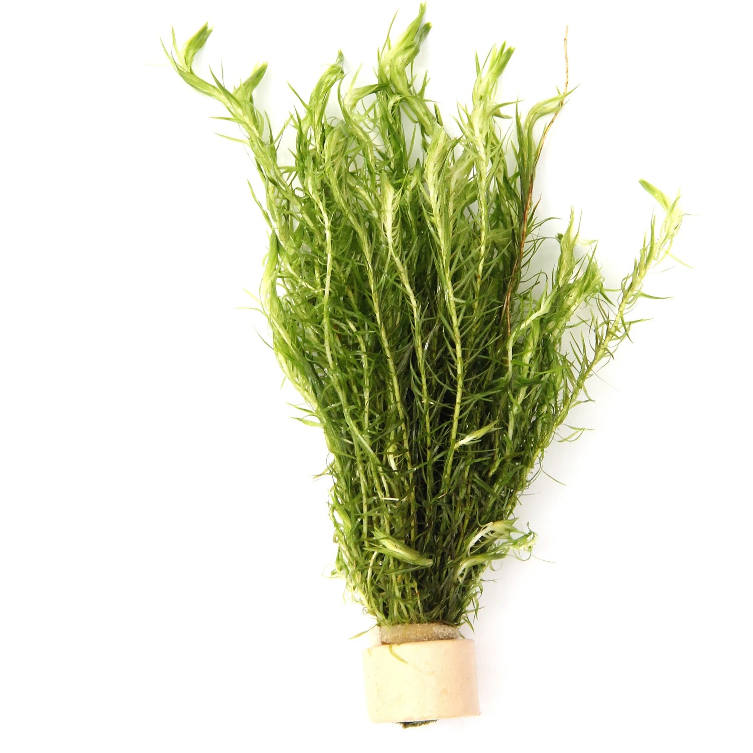 Dennerle Plants Aquariumpflanze Mayaca Fluviatiles