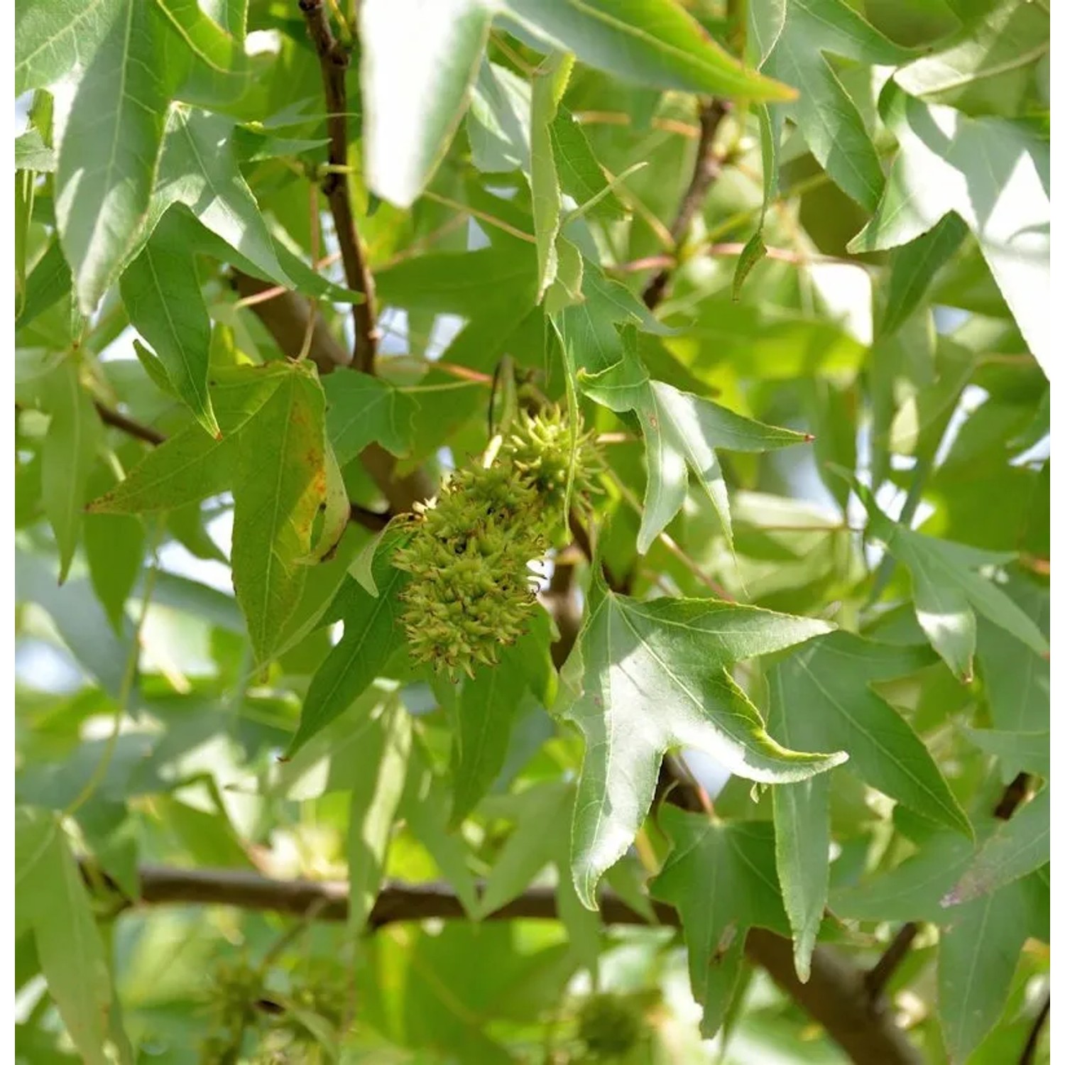 Schlankbleibender Amberbaum Worplesdon 100-125cm - Liquidambar styraciflua günstig online kaufen