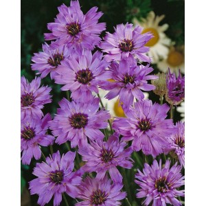 Nahaufnahme der lila Rasselblume (Catananche Caerulea) im 9x9 cm Topf. Blühende Zimmerpflanze mit filigranen Blüten.