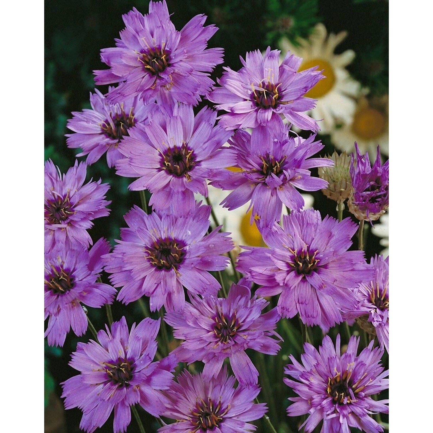 Catananche Caerulea Rasselblume Ca 9x9 cm Topf günstig online kaufen