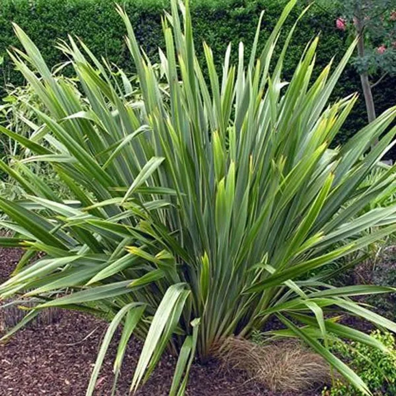 Neuseelandflachs 'Purpureum' Phormium tenax 60 bis 80 cm im Container Exotisches Laub