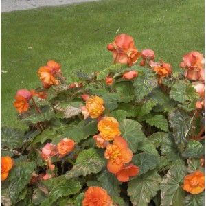 Papaya-Begonie (Begonia sutherlandii) mit orangefarbenen Blüten und grünen Blättern.