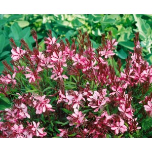 Gaura Lindheimerii 'Cherry Brandy' im Topf, eine blühende Zimmerpflanze mit rosa Blüten.