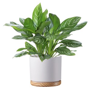 Scheurich Übertopf 799, Ø 22 cm, weiß matt, mit Holzuntersetzer. Zimmerpflanze im Keramiktopf.