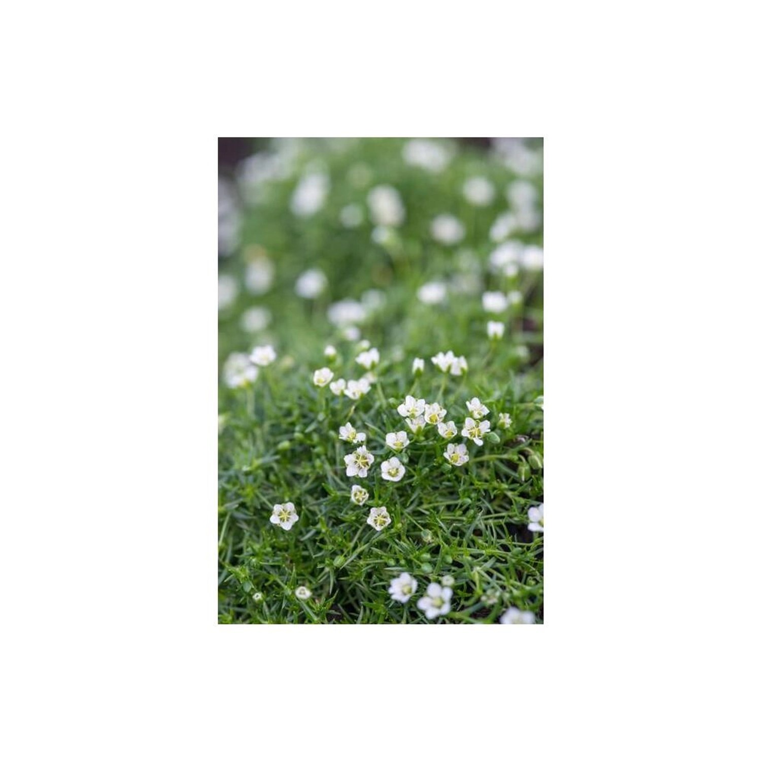 Sternmoos (Sagina subulata) Bodendecker im 9cm Topf, Set mit 20 Pflanzen für den Steingarten.