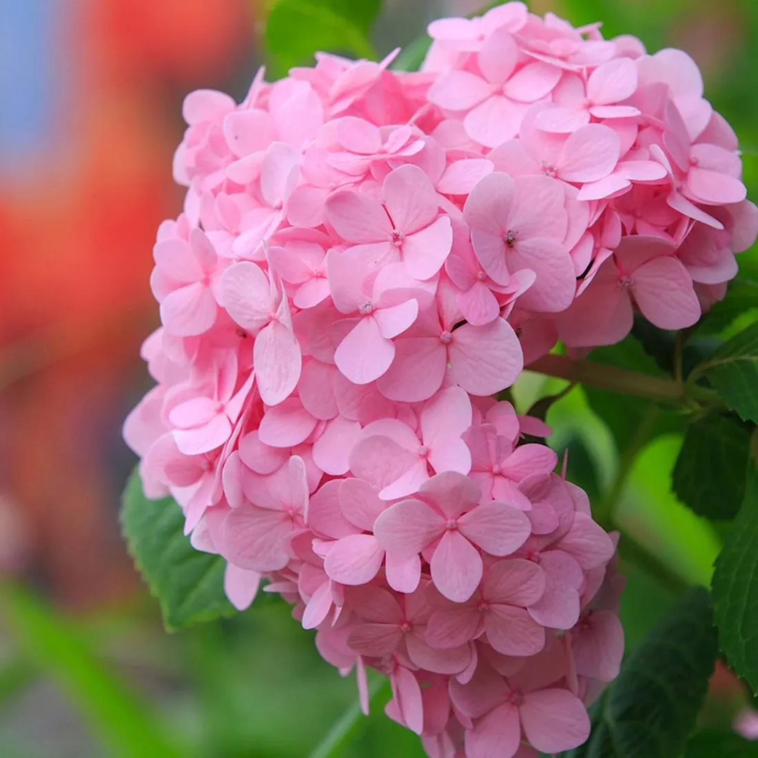 arborix Hortensie 'Bouquet Rose' Hydrangea Macrophylla 25 Bis 30 Cm Im Container Kugelige Blüten