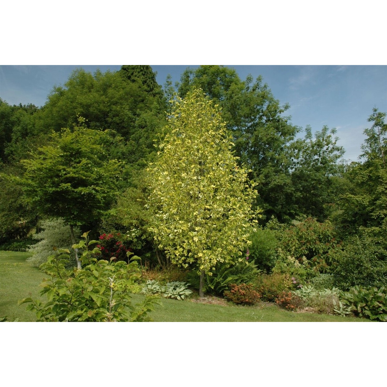Liriodendron Tulipifera Aureomarginatum Tulpenbaum Gelb-Grün 150–175 cm günstig online kaufen